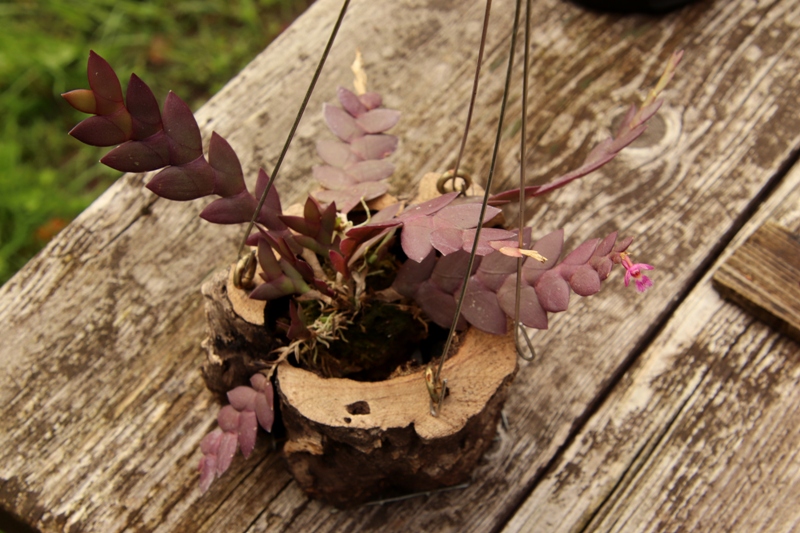 Dendrobium rosellum'21.08..JPG