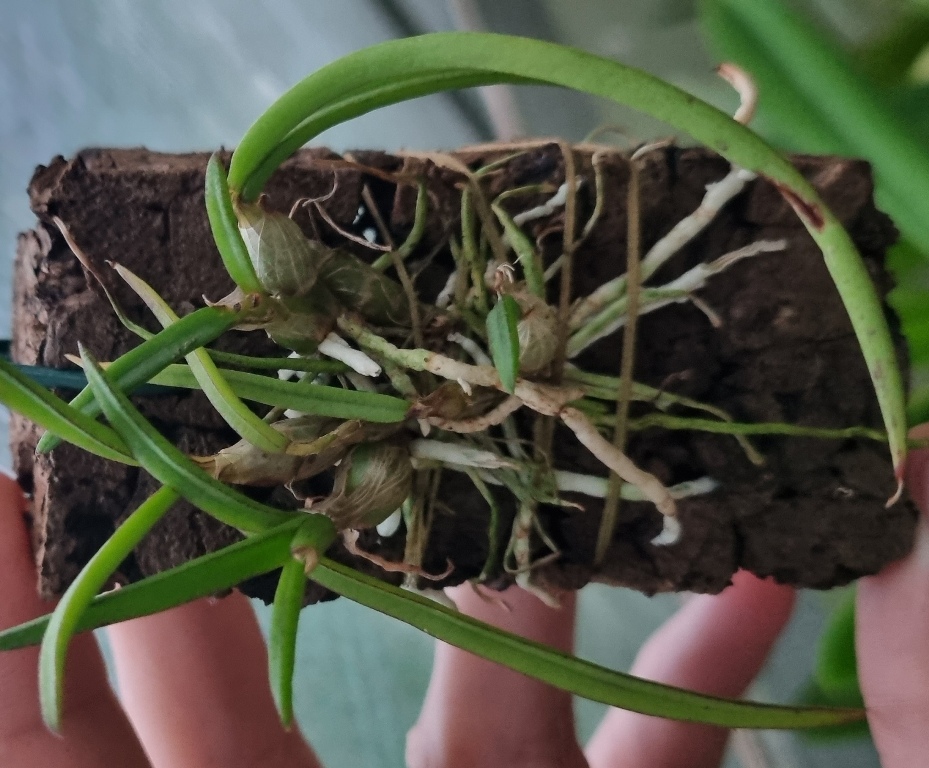 Dendrobium canaliculatum.jpg