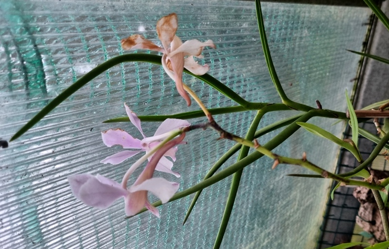 Papilionanda Pink Fairy (Vanda (Neofinetia) falcata x Vanda teres).jpg