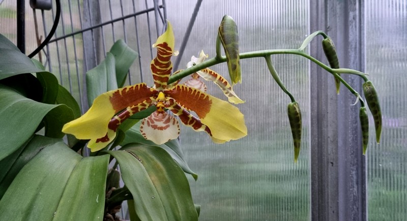 Rossioglossum grande.jpg