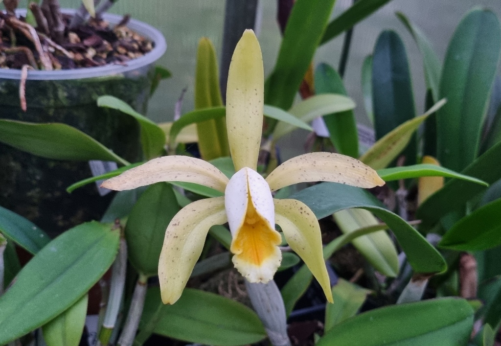 Cattleya forbesii v. alba.jpg