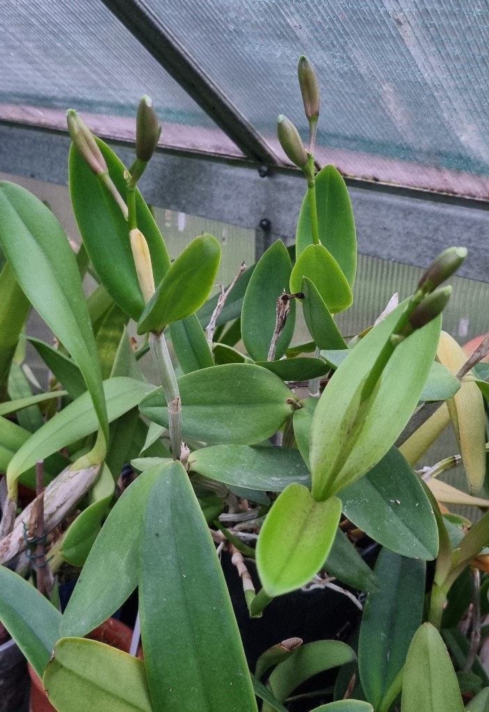 Cattleya forbesii.jpg