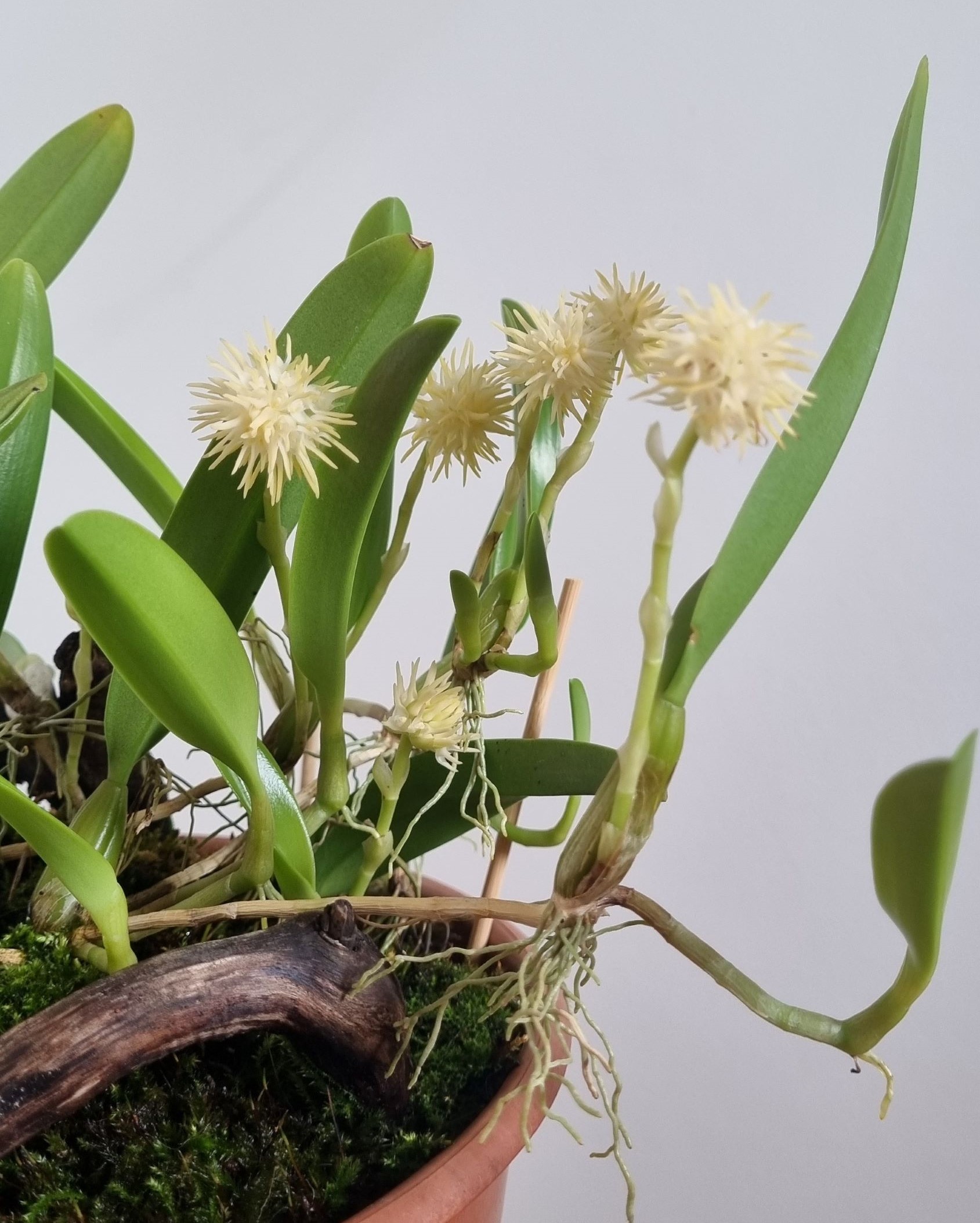 20210914_Bulbophyllum odorotissimum2.jpg