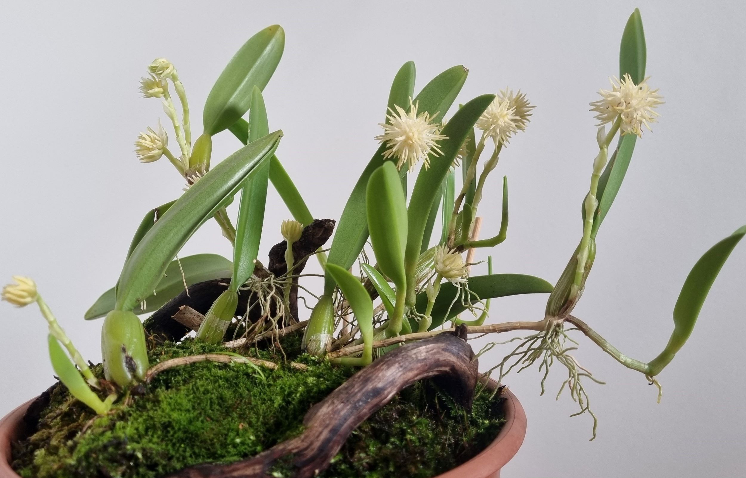 20210914_Bulbophyllum odorotissimum.jpg