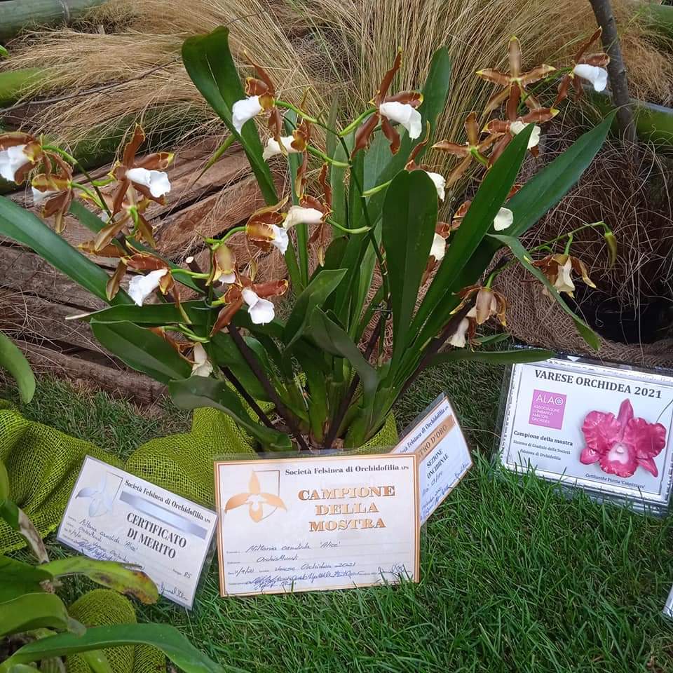 Auksu apdovanota visos parodos orchidėja
