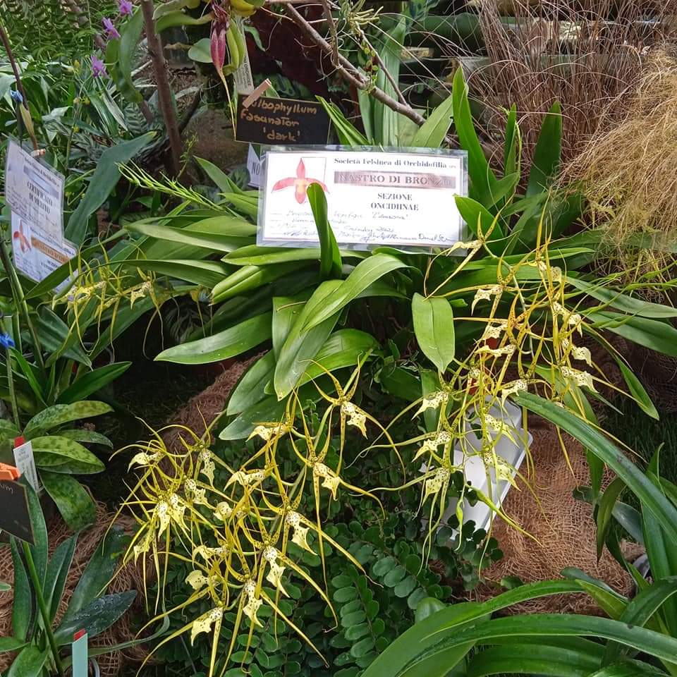 Bronza Oncidium kategorijoje