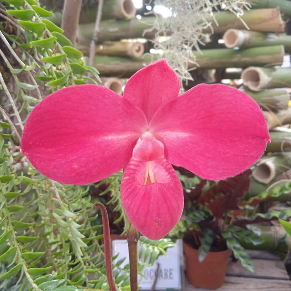 Sidabro medalis Phragmipedium grupėje