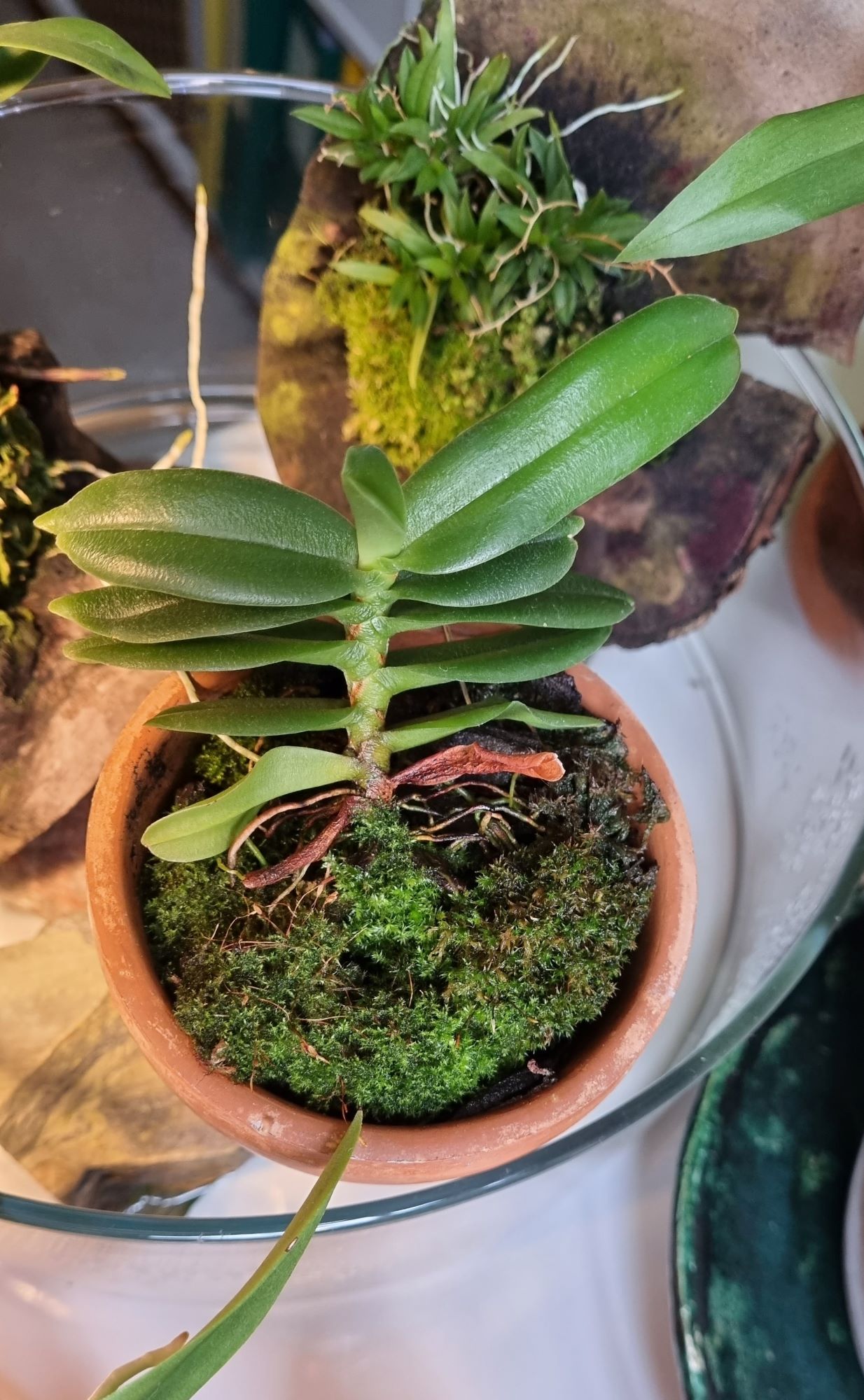 Angraecum equitans.jpg