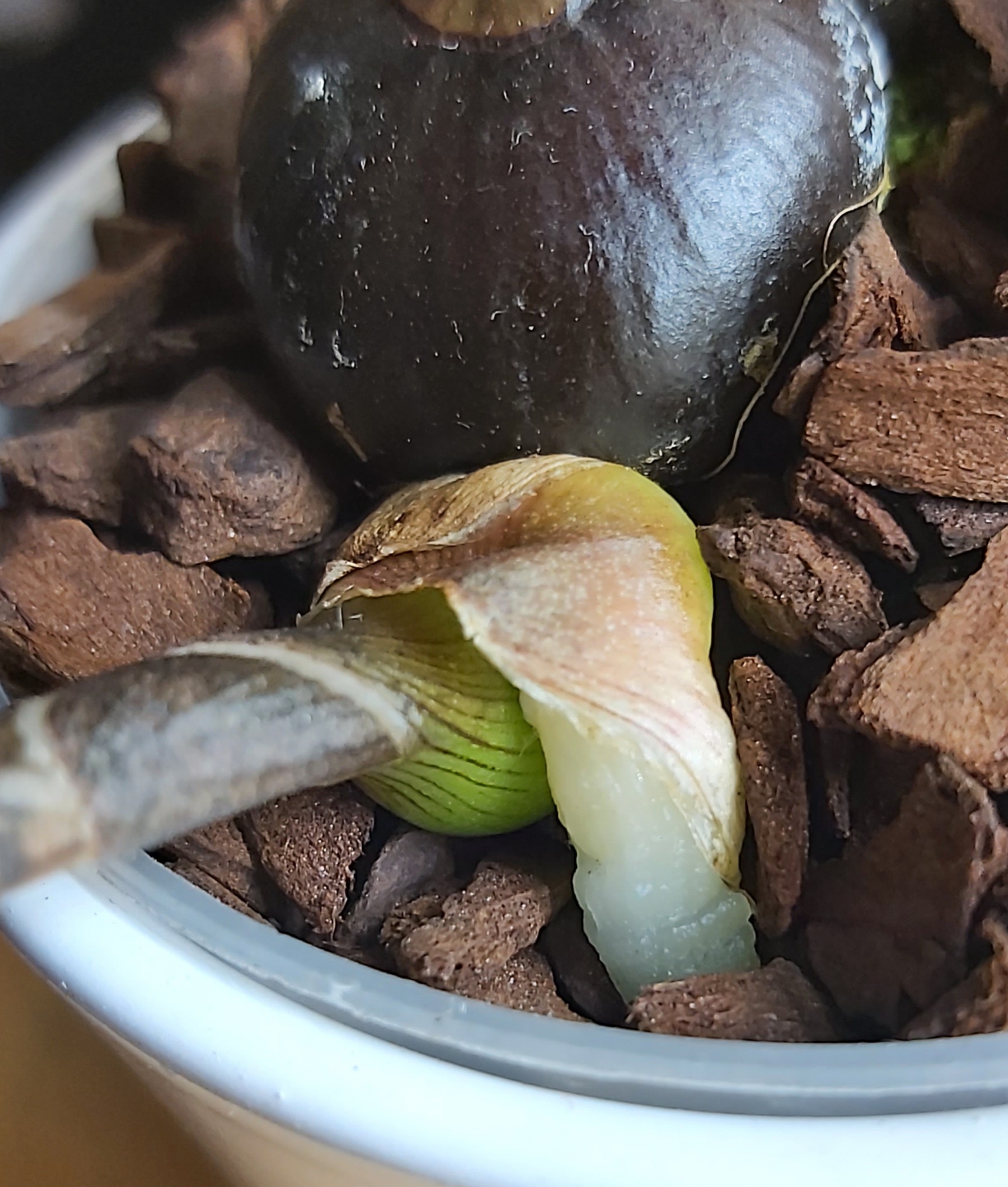 Oeceoclades spathulifera