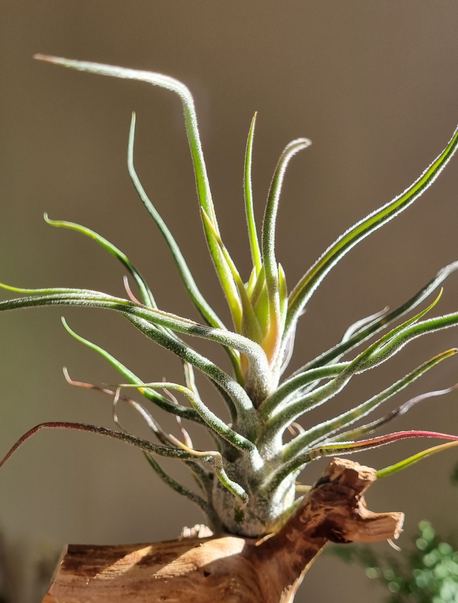 Tillandsia pruinosa,.jpg