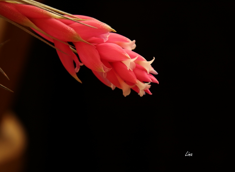 Tillandsia 'Cotton Candy' 21.10..JPG