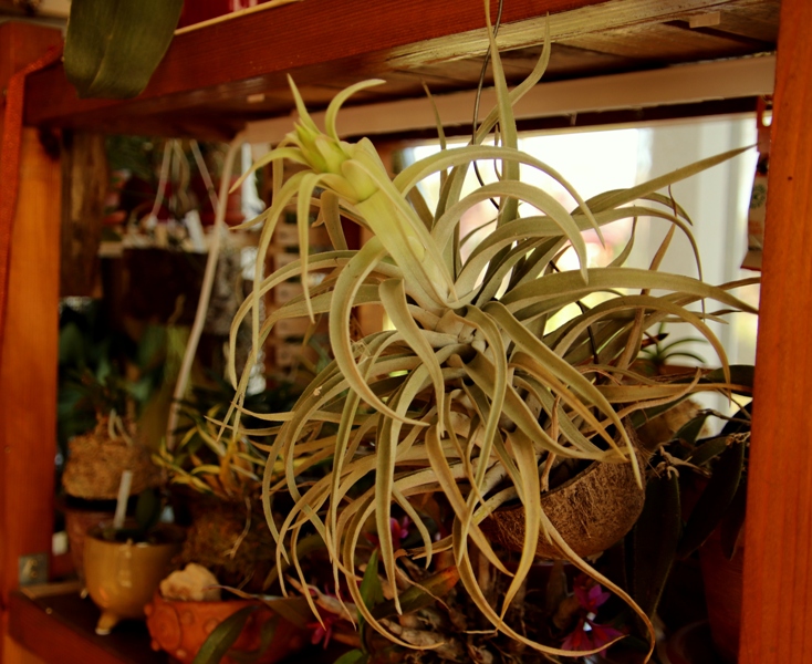 Tillandsia 'X'21.JPG