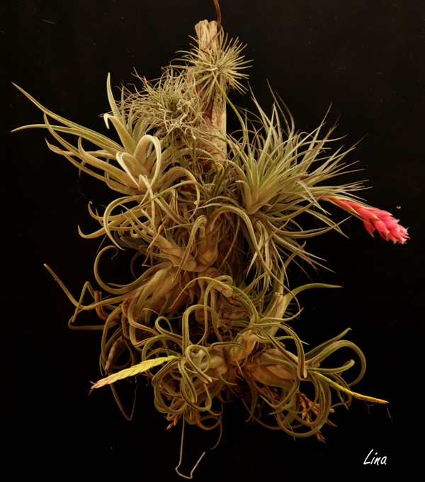 Tillandsia's.JPG
