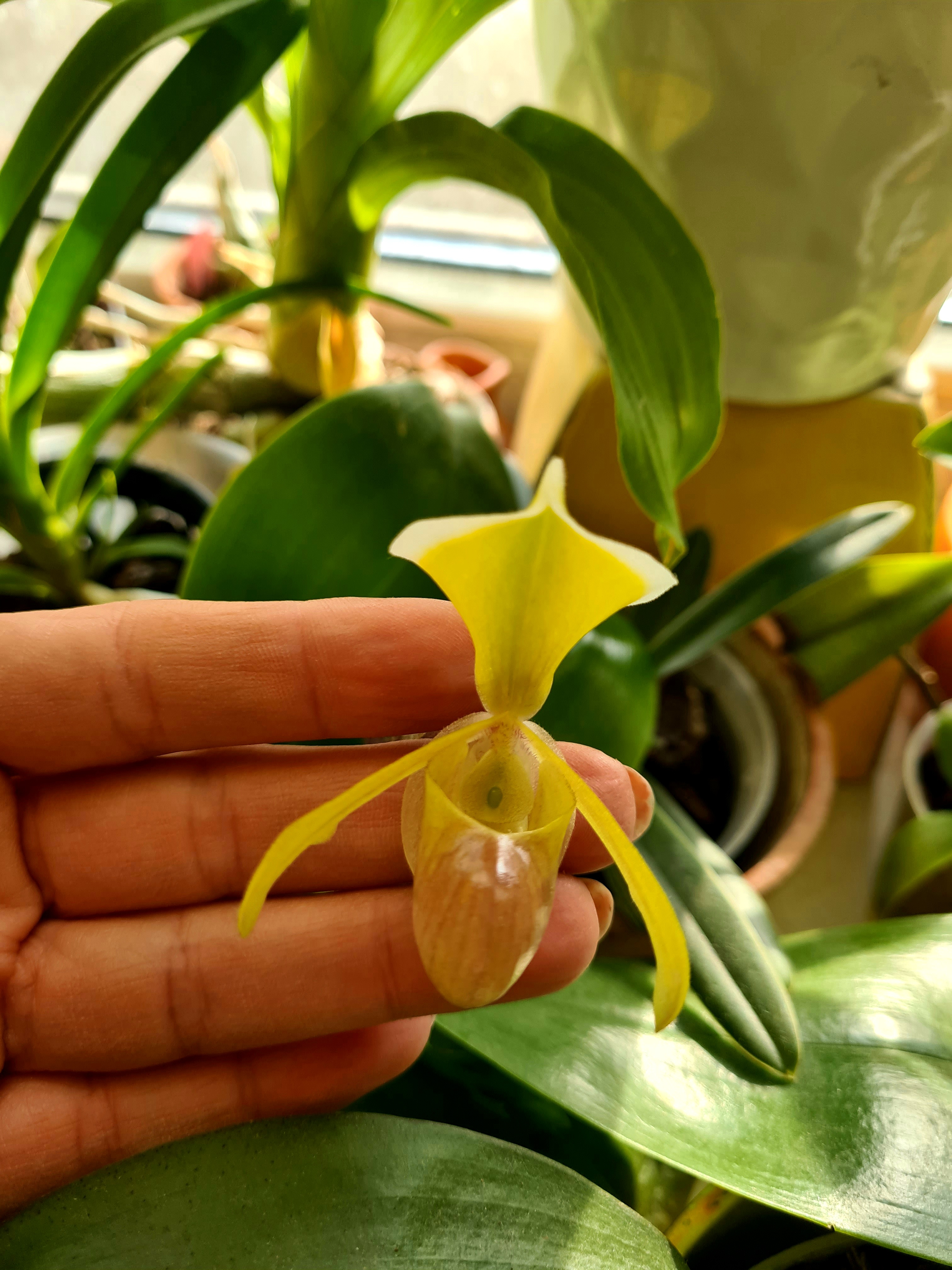 Paphiopedilum helenae
