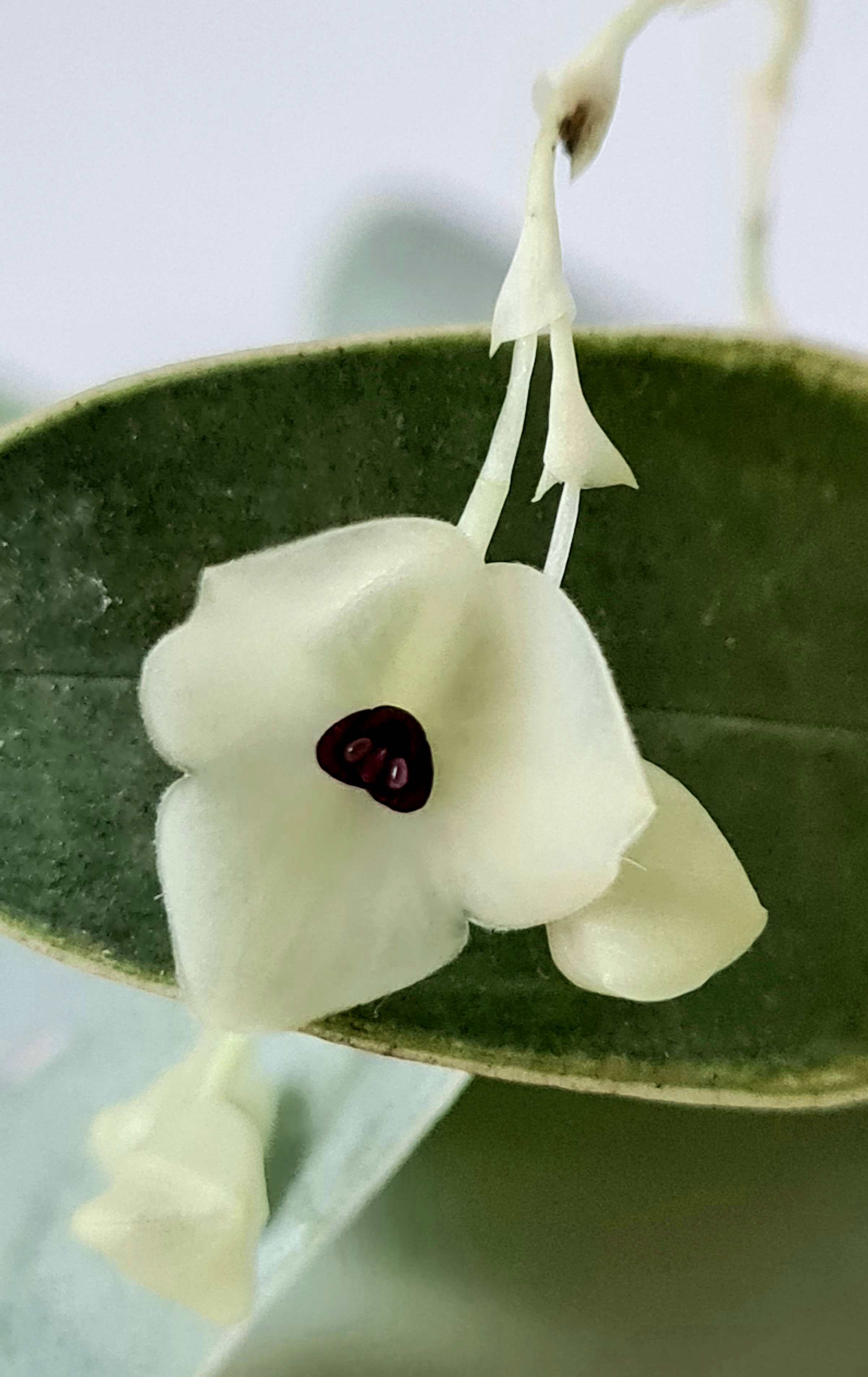 Stelis gemma