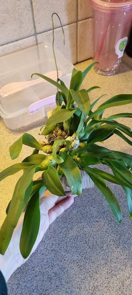 received_1194282534380556.jpeg