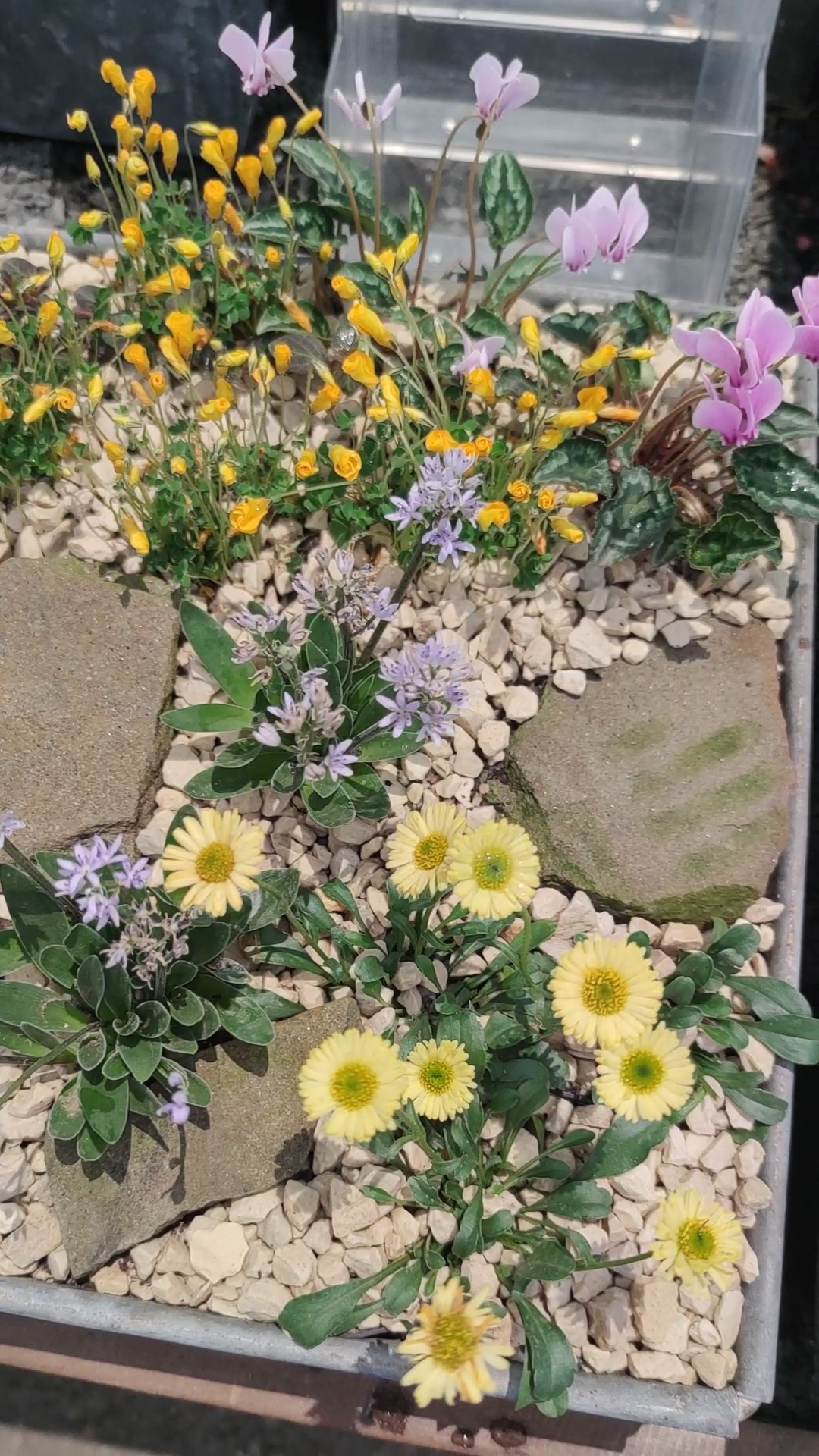 Alpių augalai 3 - oranžinis - oxalis lobata