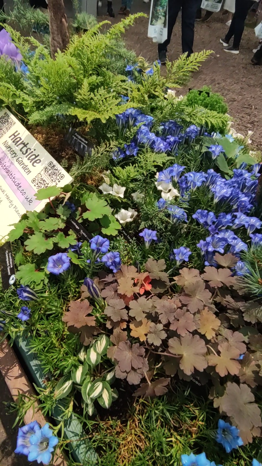Gentiana hibridai
