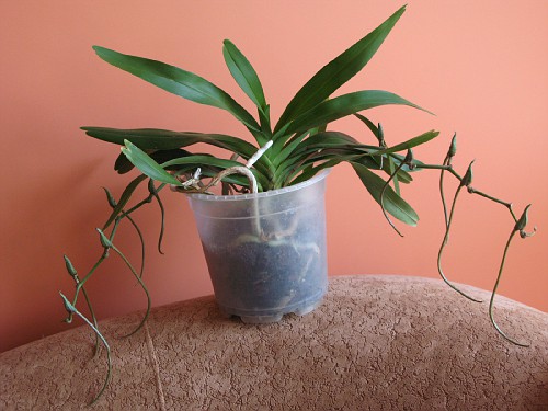 IMGPlectrelminthus caudatus.jpg