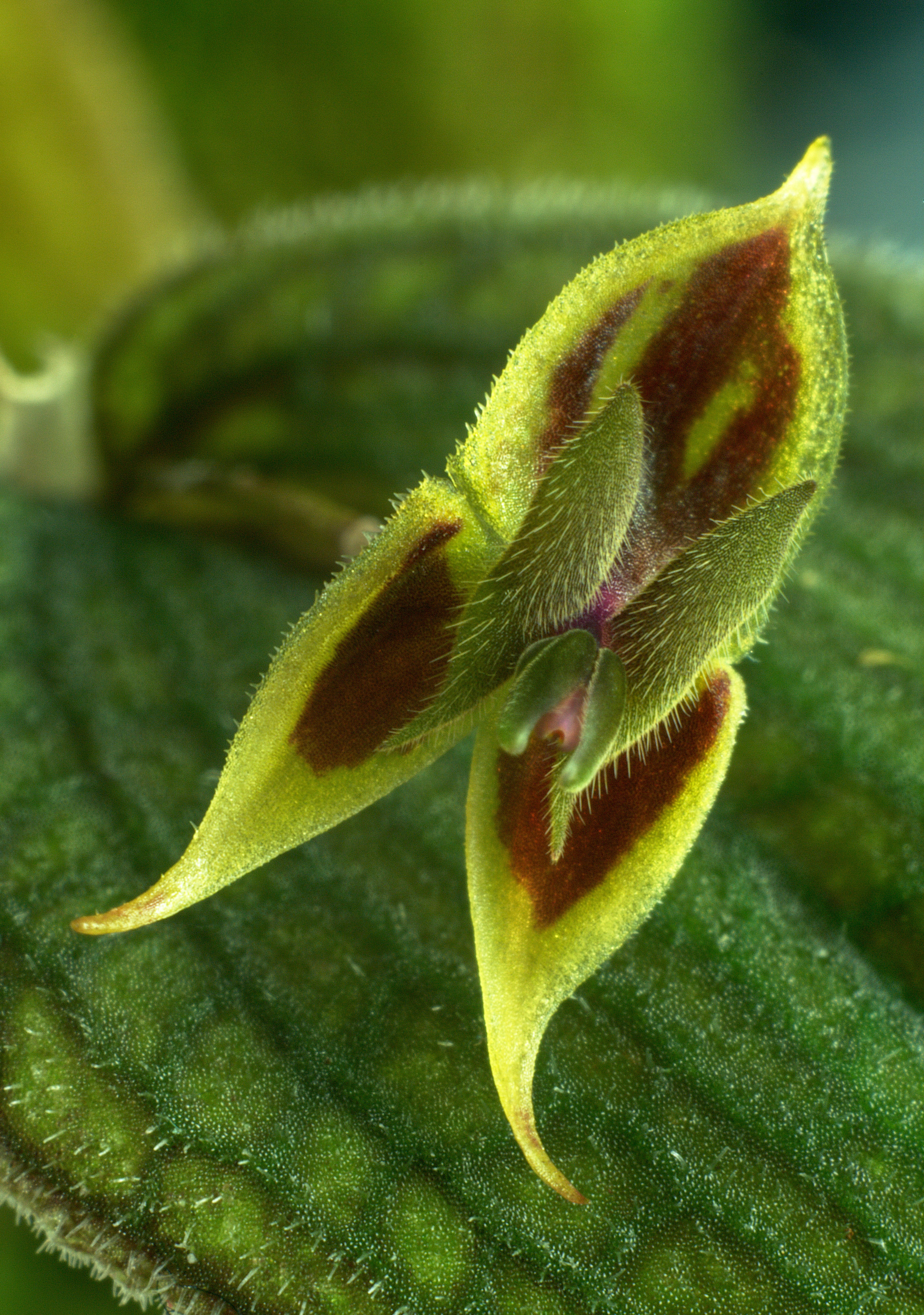 Lepanthes dodsonii