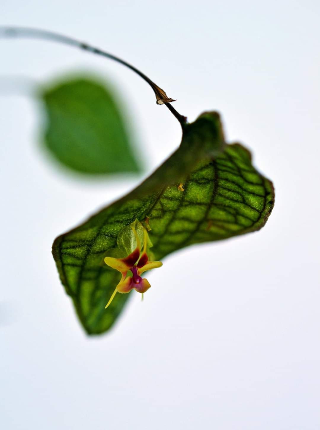 Lepanthes saltatrix