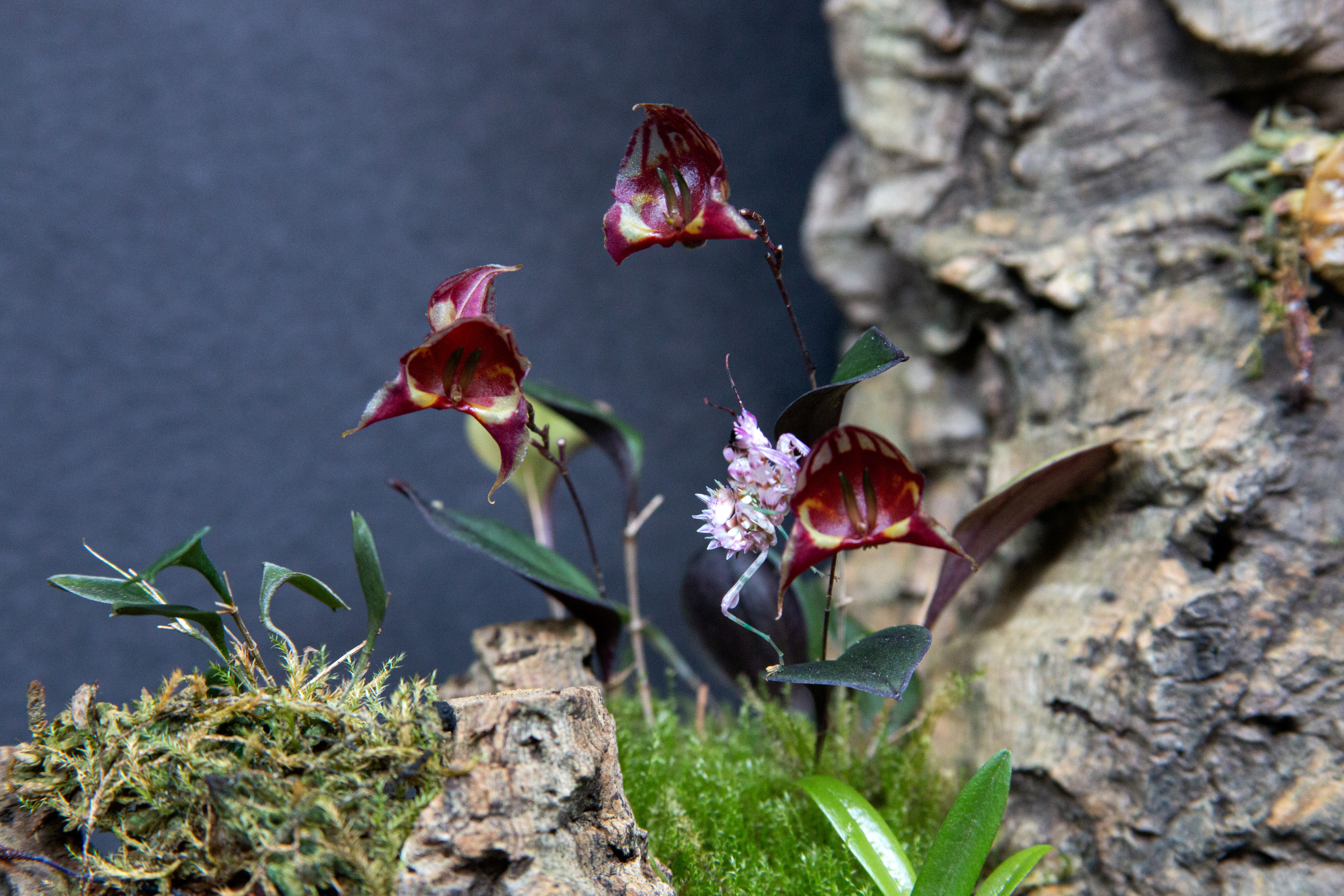 L.felis