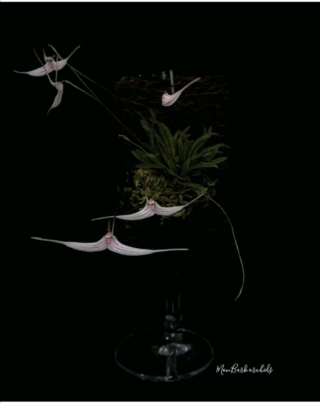 Tristella hoeijeri