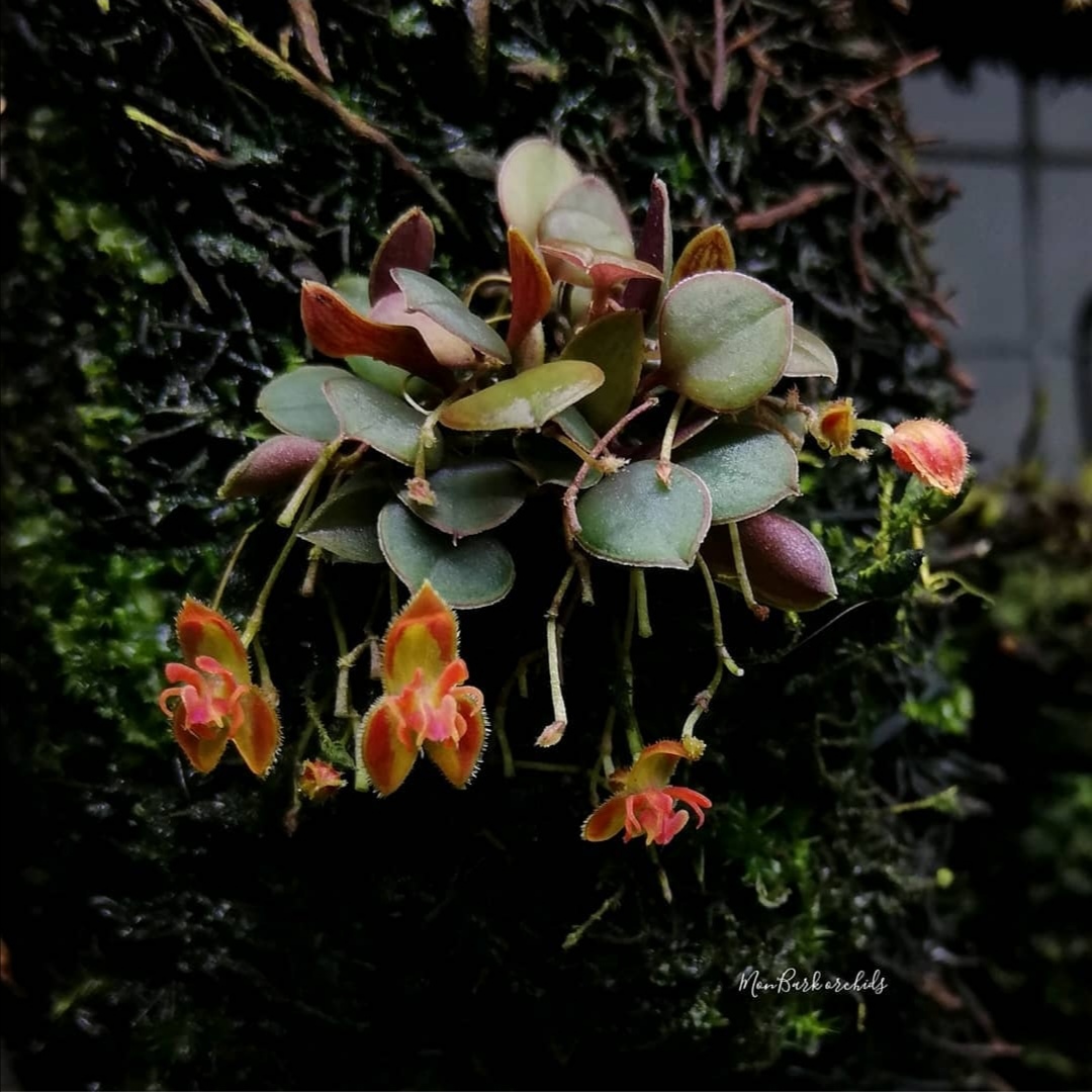 Lepanthes sp. mini red