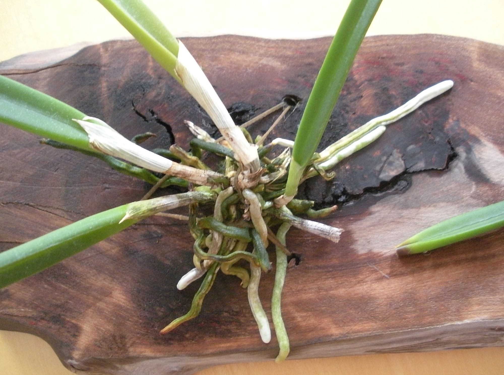 Brassavola nodosa2.JPG