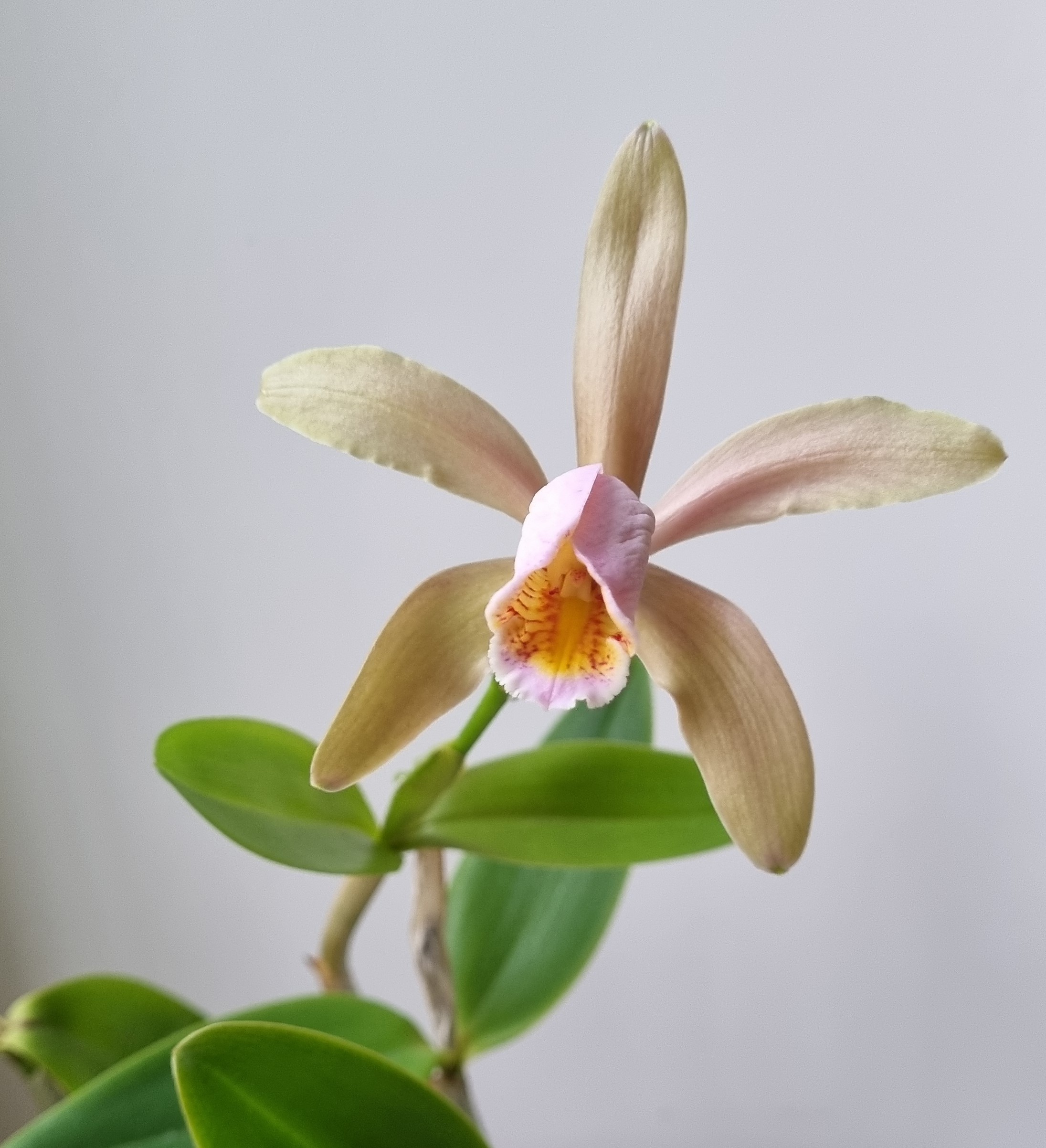 20211106_Cattleya forbesii.jpg