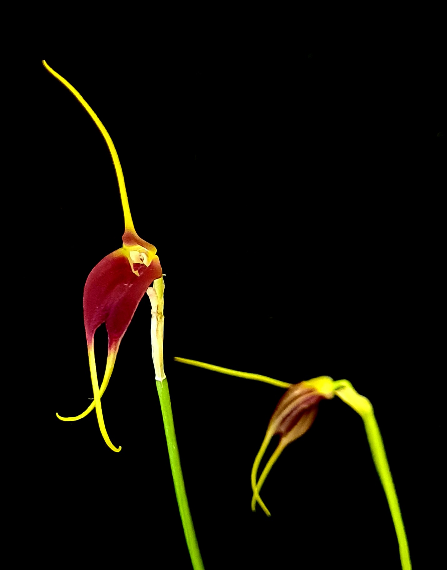 Masdevallia impostor