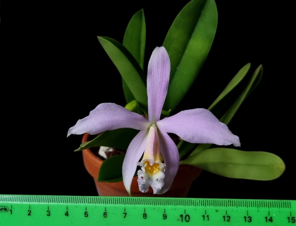 Cattleya jongheana (1).jpg