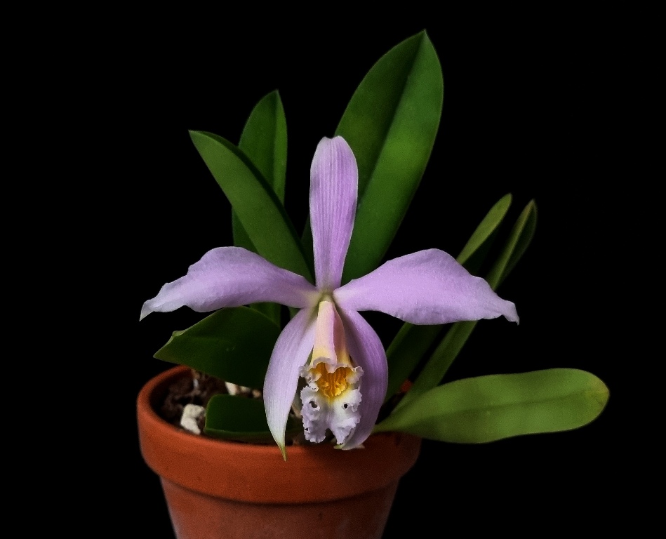 Cattleya jongheana (2).jpg