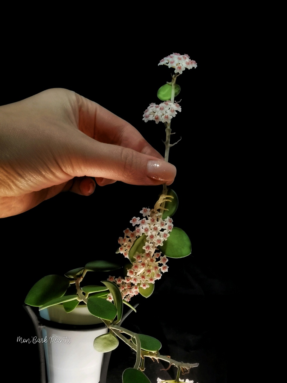 3107c219_compress20.jpg