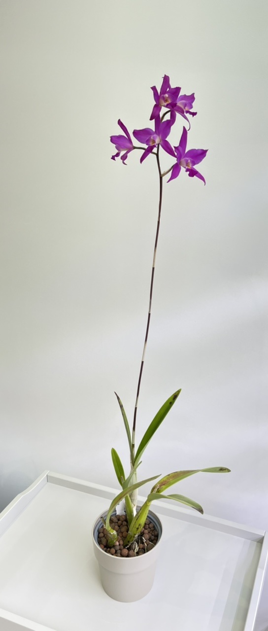 A09549B8-6884-4374-966E-D272E1E93C64.jpeg