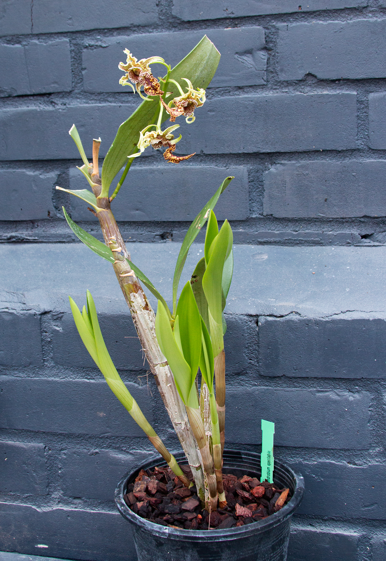 full-plant.jpg