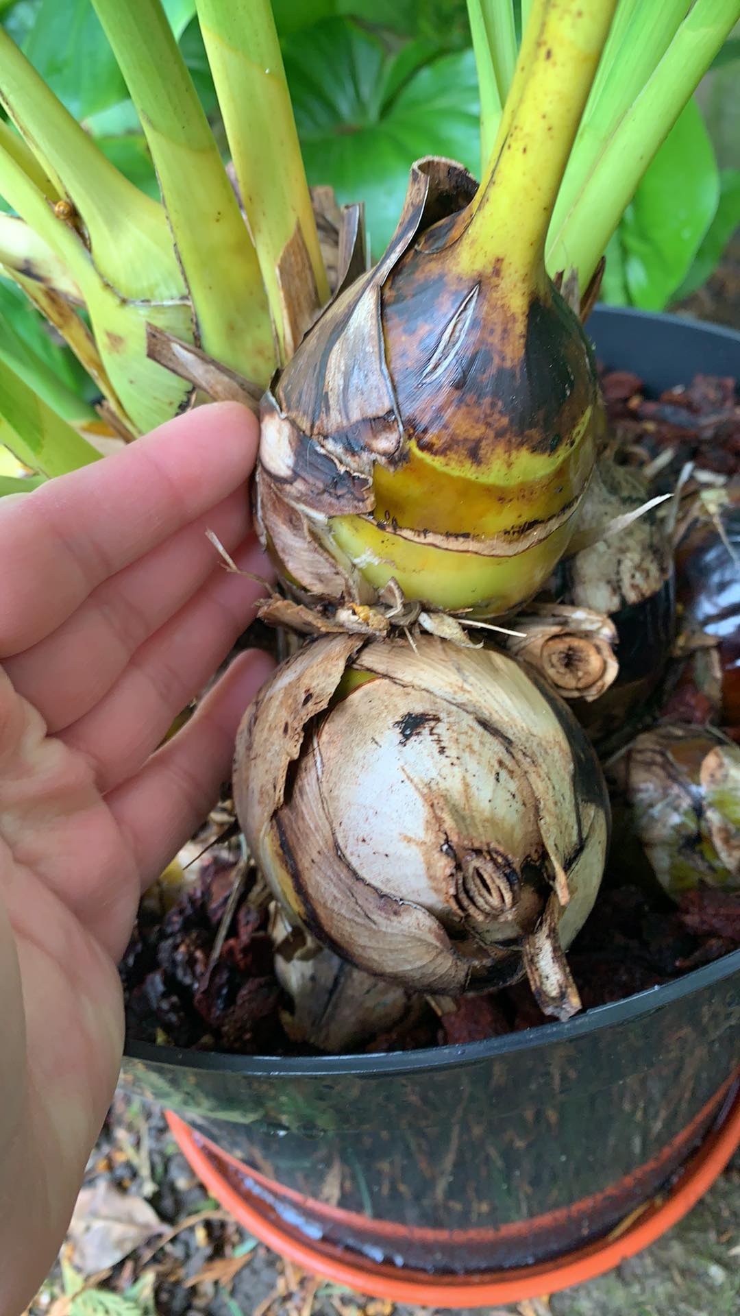 cymbidium.jpg