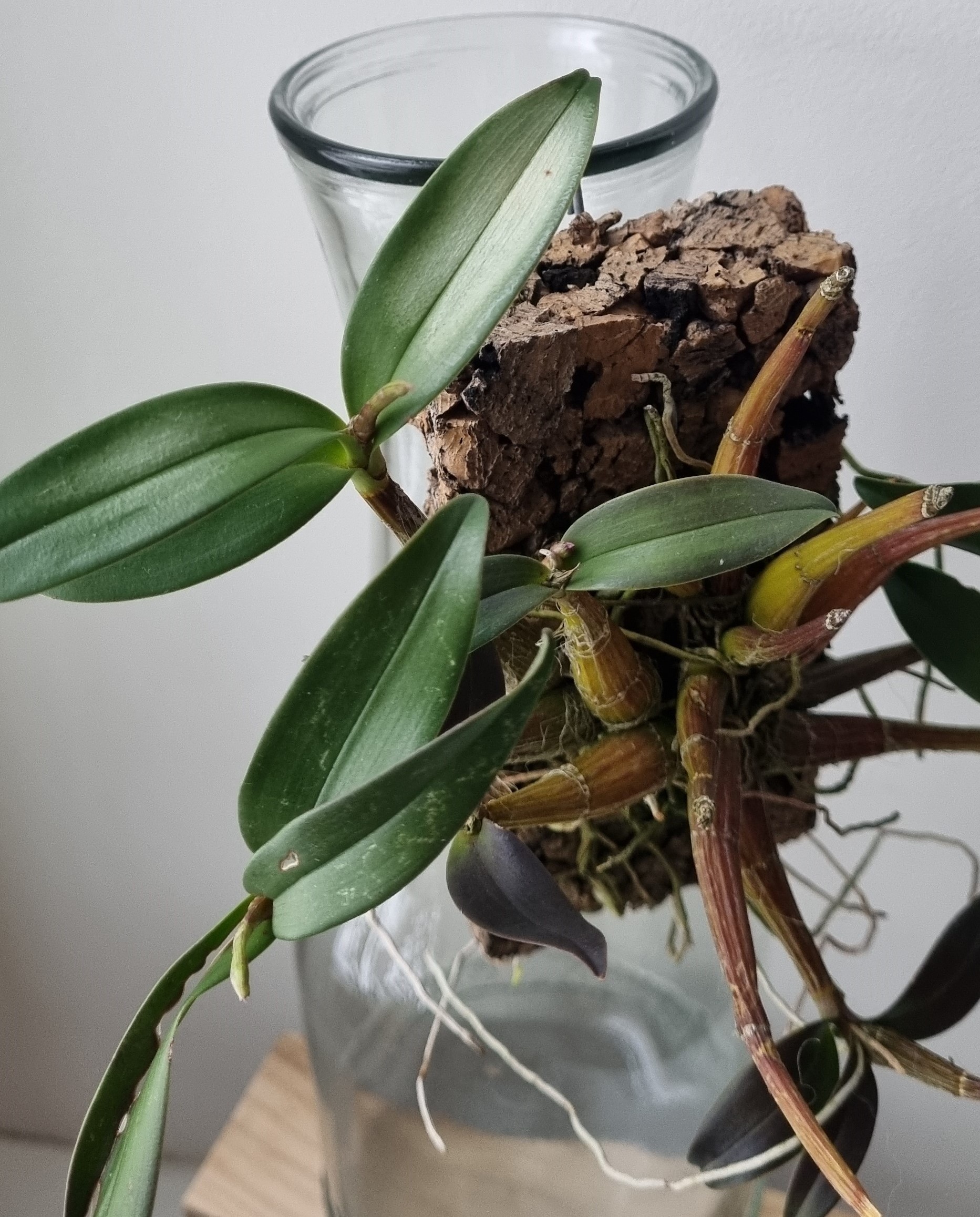 20211206_Dendrobium kingianum .jpg