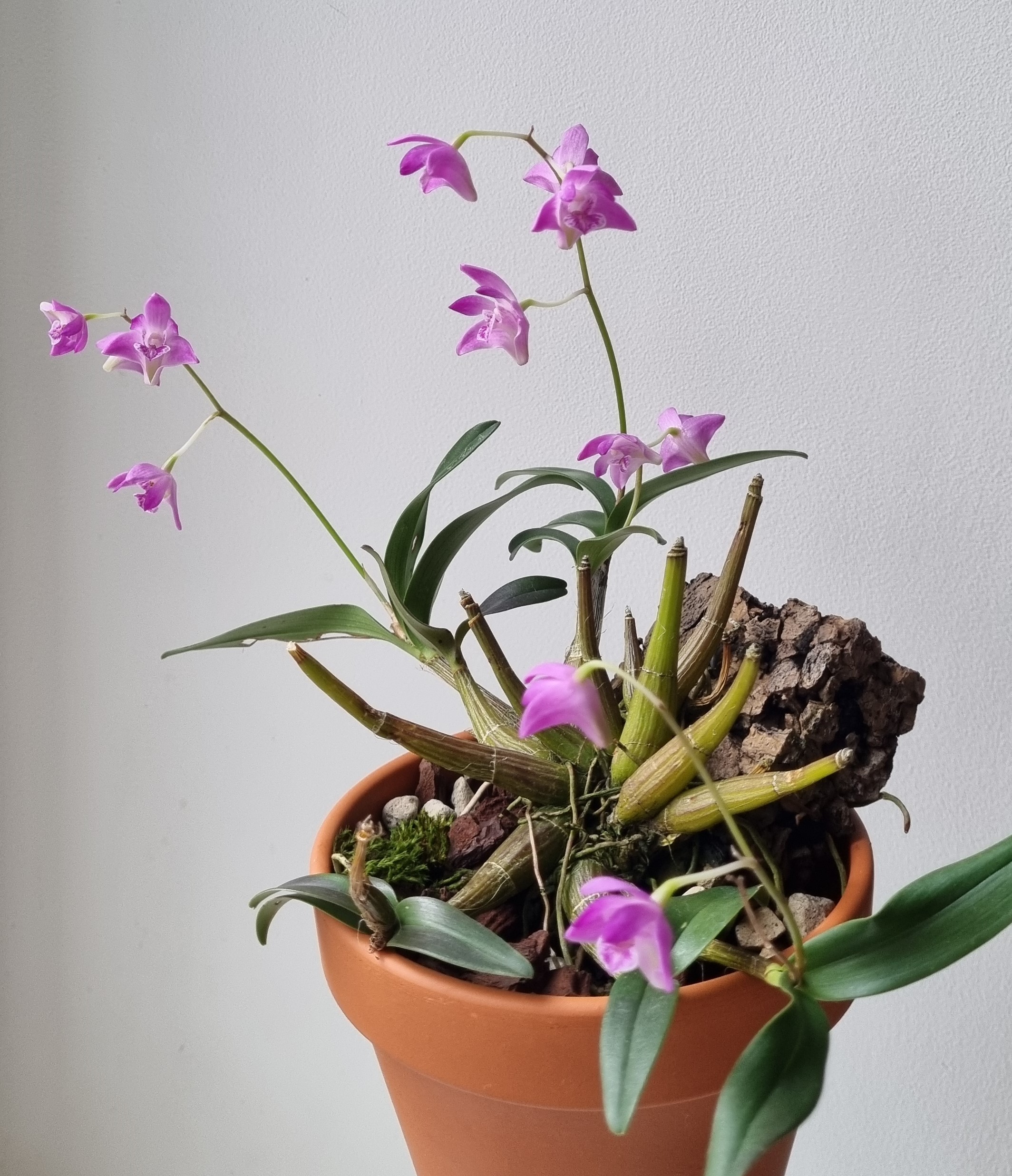 20220114_Dendrobium kingianum.jpg