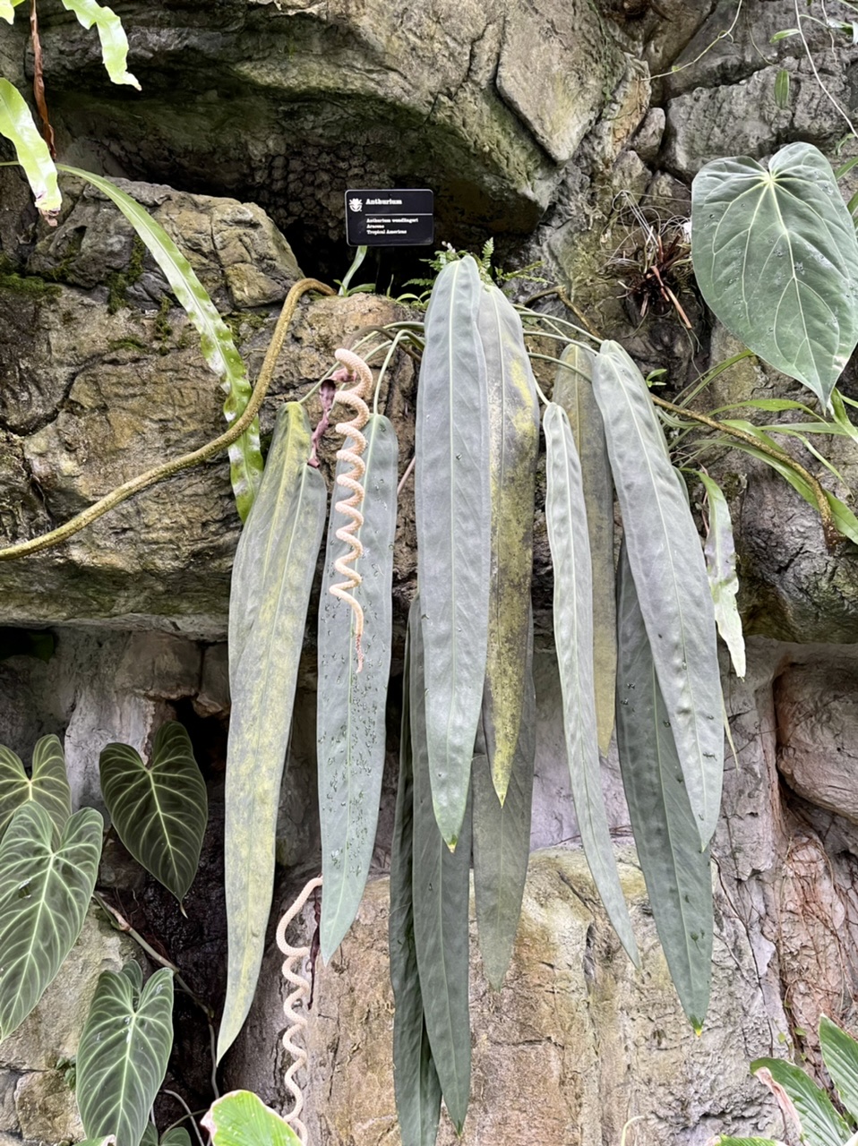 BFA9C36F-2055-4CFB-8DA6-023600BE19C8.jpeg