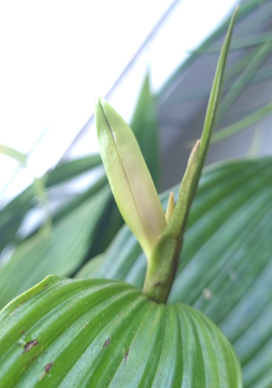 Sobralia warszewiczii (2).jpg
