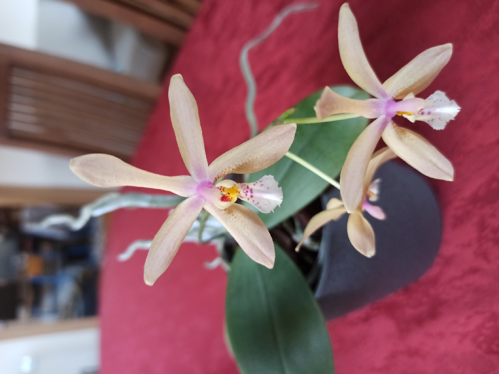 IMG_20220129_132137_resize_24.jpg