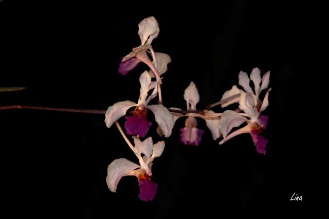 Holcoglossum kimballianum'22.01.JPG