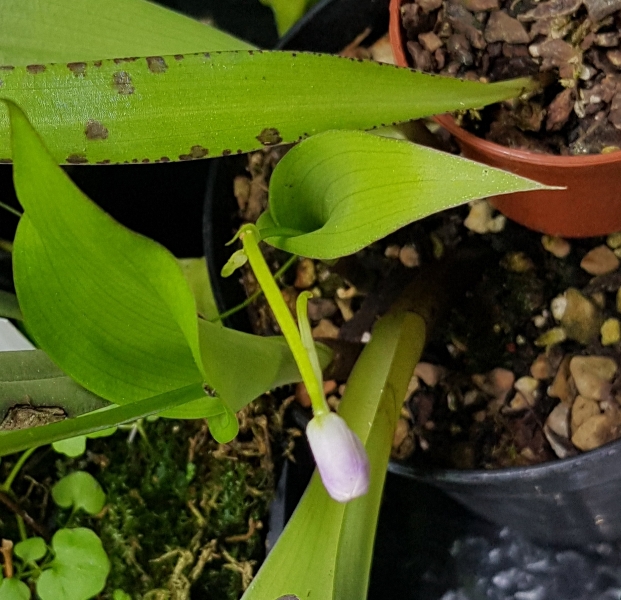 Cynorkis guttata ir C. gibbosa.jpg