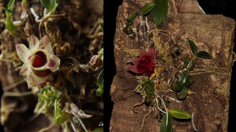 Dendrobium hekouense.jpg
