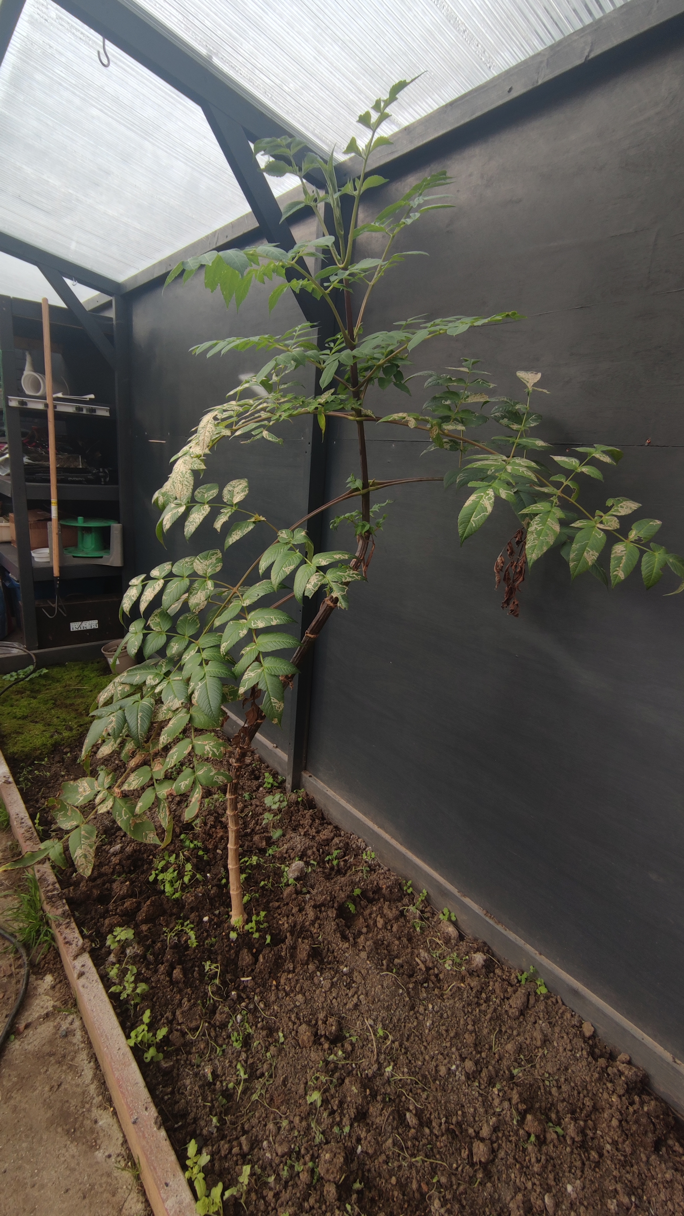 Dahlia imperialis