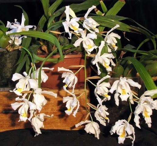 C. cristata (2).jpg