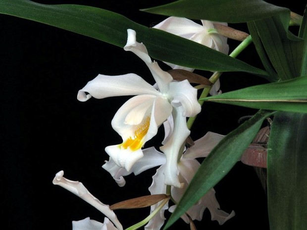 C. cristata (5).jpg