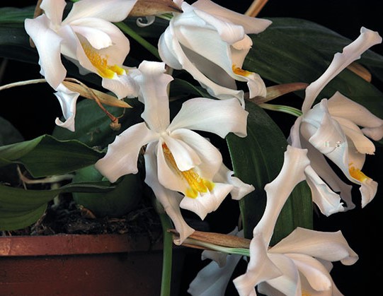 C. cristata (4).jpg