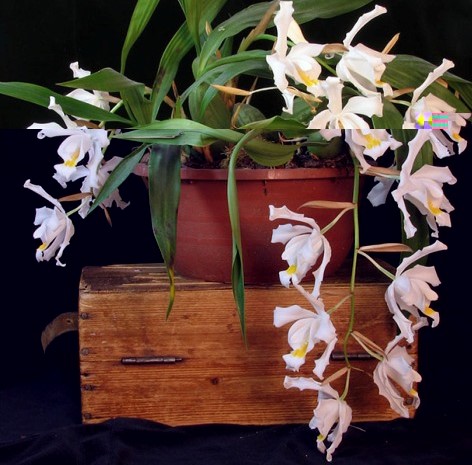 C. cristata (1).jpg